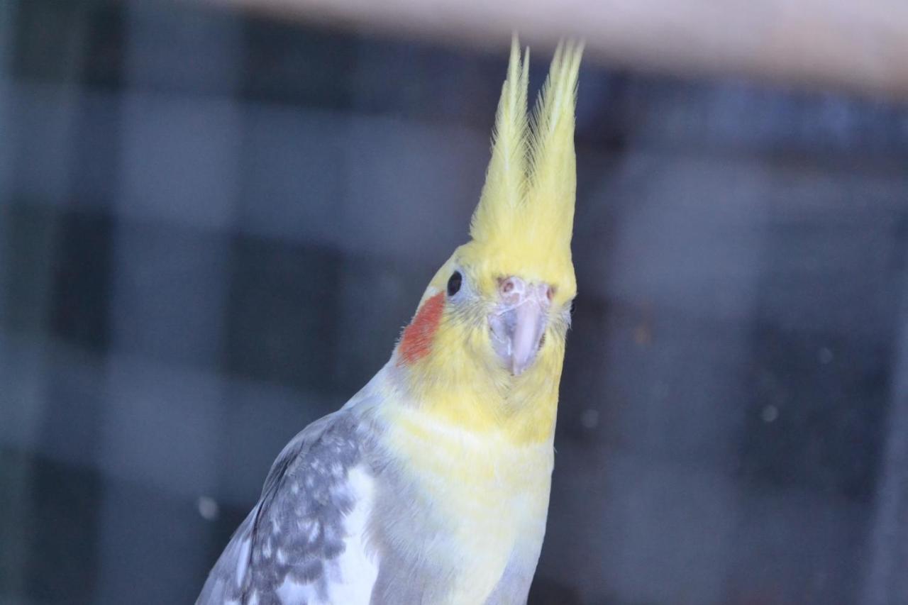 Pokoje Goscinne U Hanki Jastrzębia Góra Exteriör bild